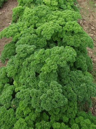 Picture of Parsley Afrodite